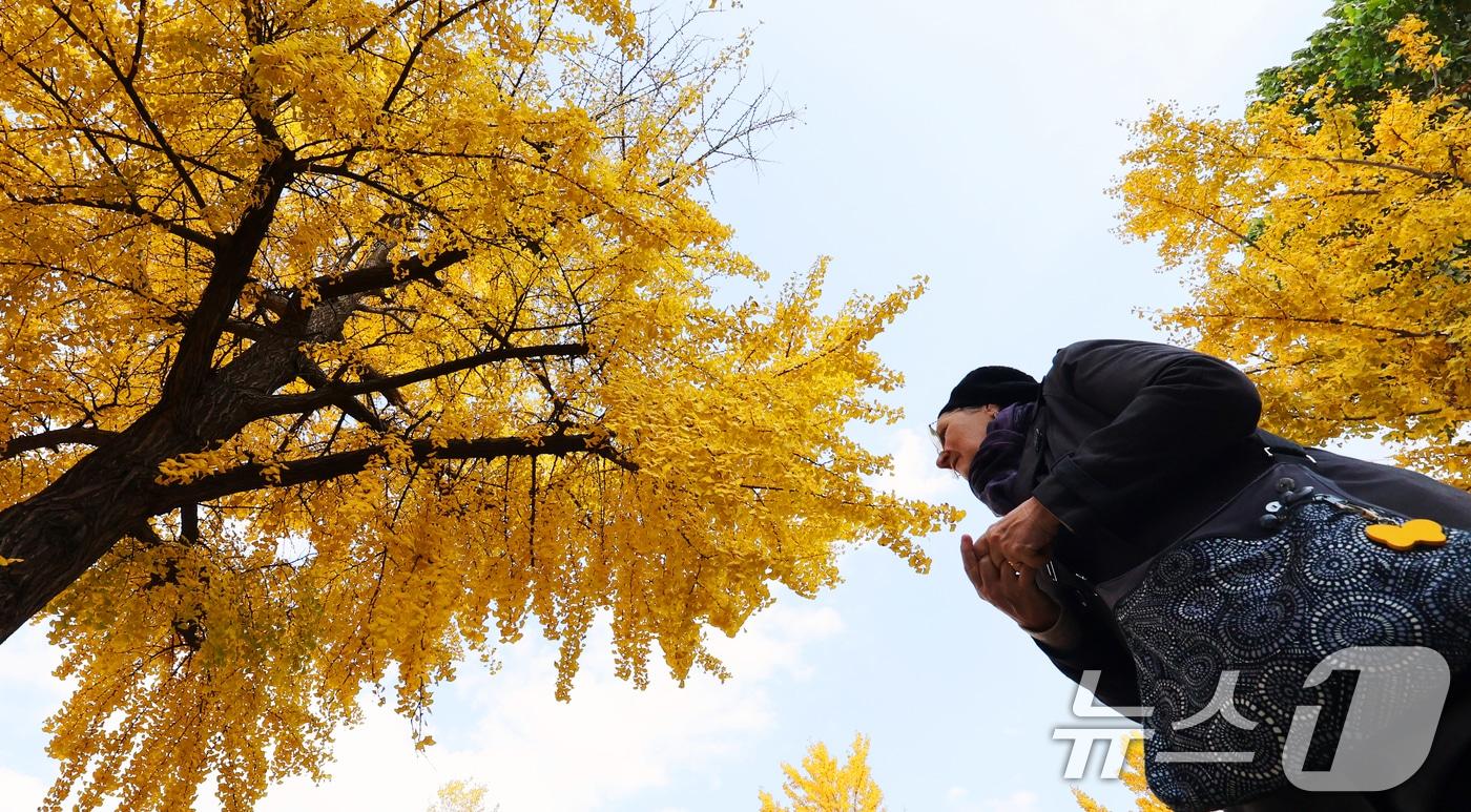 온화한 가을 날씨를 보인 9일 오후 시민들이 노랗게 물든 은행나무와 함께 즐거운 시간을 보내고 있다. 2025.11.9/뉴스1 ⓒ News1 황기선 기자