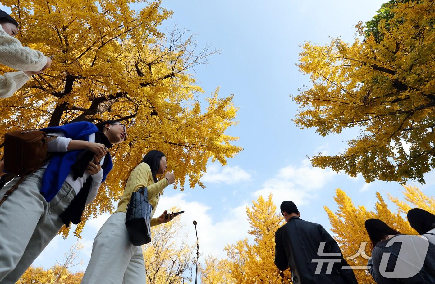 온화한 가을 날씨를 보인 9일 오후 서울 종로구 효자로에서 외국인 관광객과 시민들이 노랗게 물든 은행나무와 함께 즐거운 시간을 보내고 있다. 2025.11.9/뉴스1 ⓒ News1 황기선 기자