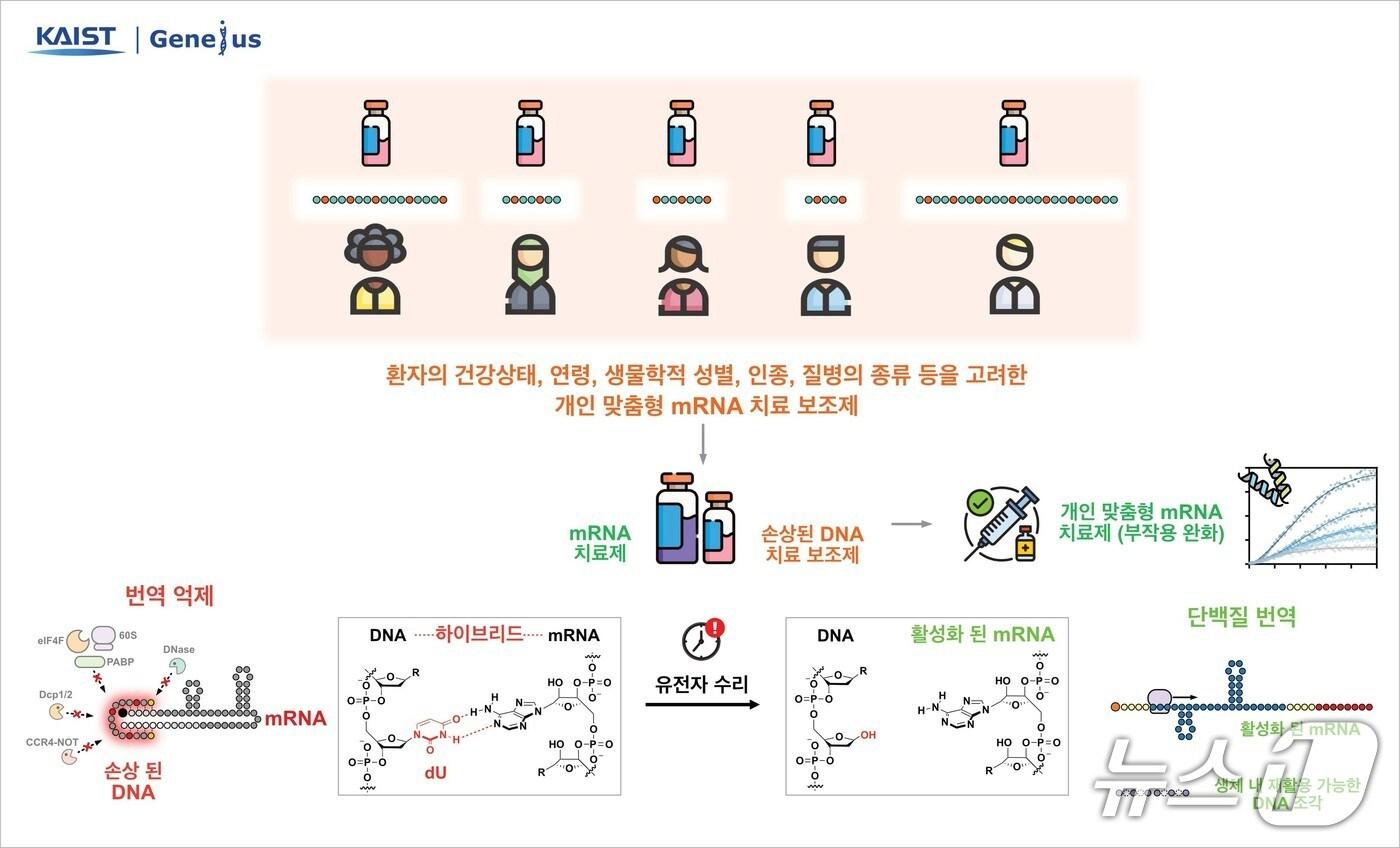 DNA-mRNA 하이브리드 기반 mRNA 번역 제어 전략(KAIST 제공) /뉴스1