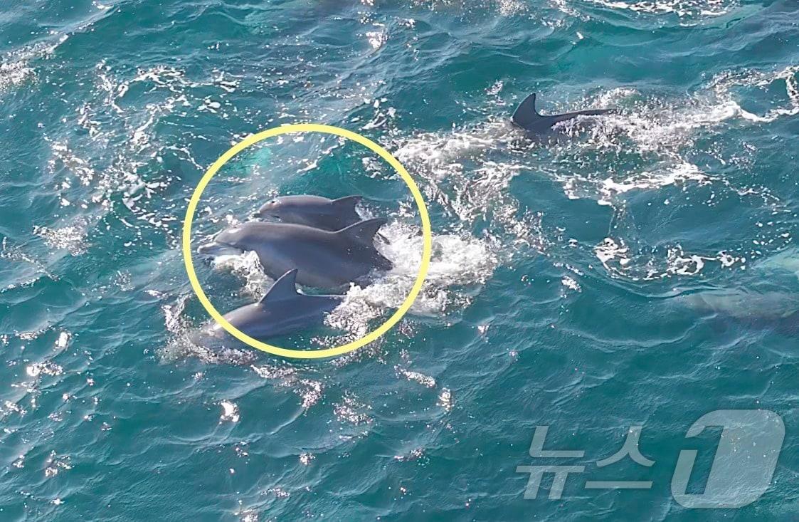 본문 이미지 - 지난 11월 제주시 구좌읍 종달리 앞바다에서 남방큰돌고래 '춘삼이'가 새끼 돌고래와 함께 유영하는 모습이 목격됐다. 이 돌고래는 지난 2013년 수족관에서 자연으로 방류됐다.(다큐제주, 제주대학교 고래·해양생물보전연구센터 제공. 재판매 및 DB 금지) ⓒ News1 홍수영 기자