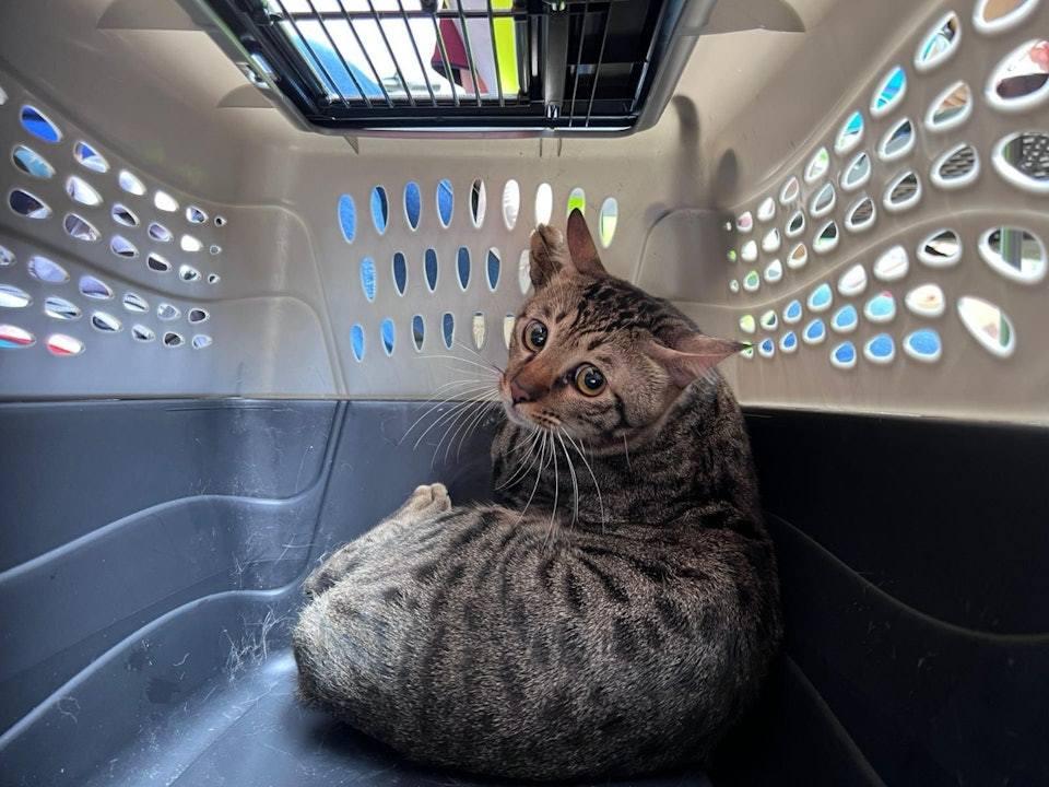 본문 이미지 - 홍콩 왕 푹 코트 아파트 화재에서 구조된 고양이(hk01.com 갈무리)