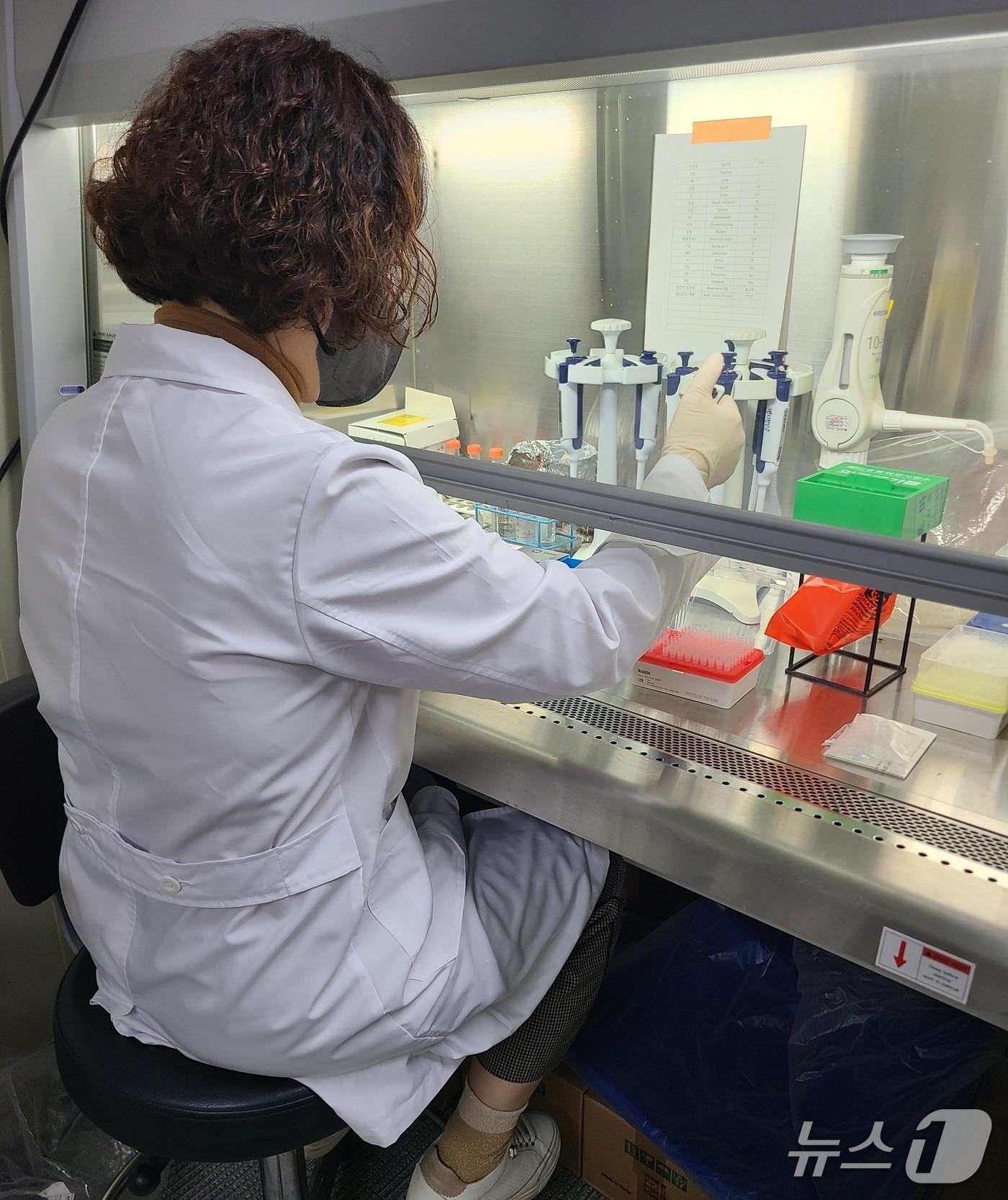 본문 이미지 - 아프리카돼지열병 검사 모습.&#40;전남도 제공. 재판매 및 DB금지&#41; 2025.12.1/뉴스1