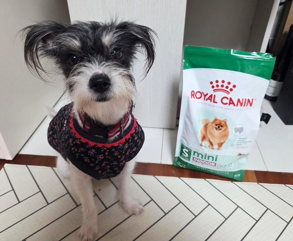 본문 이미지 - 임시보호처로 이동한 구조견에게도 로얄캐닌 사료가 제공됐다. ⓒ 뉴스1 한송아 기자