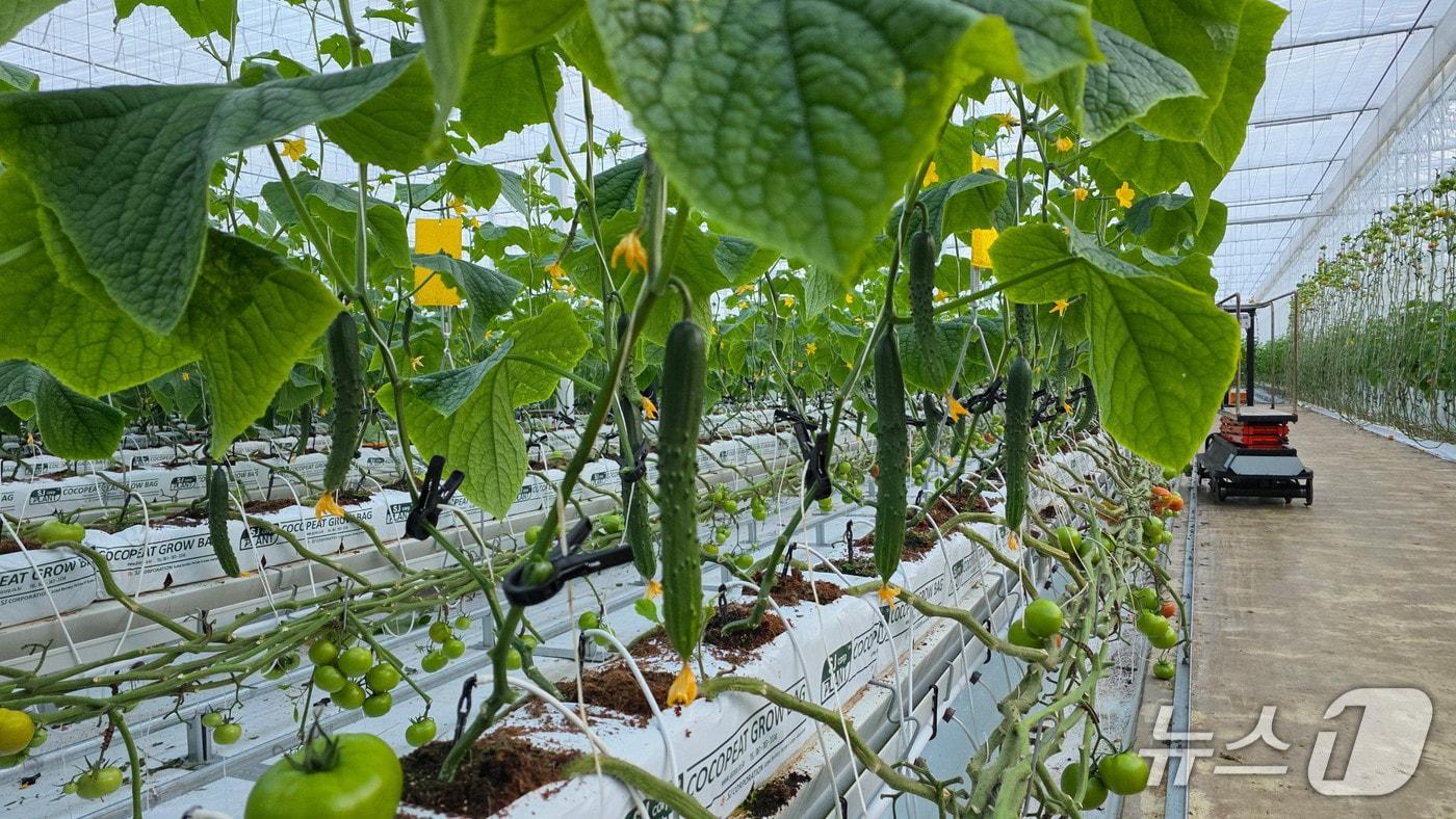장수군은 청년 농업인 육성을 위해 운영 중인 장수읍 두산리 지역특화 임대형 스마트팜에서 재배한 오이가 최근 출하됐다고 1일 밝혔다.&#40;장수군 제공. 재판매 및 DB금지&#41;2025.12.1/뉴스1
