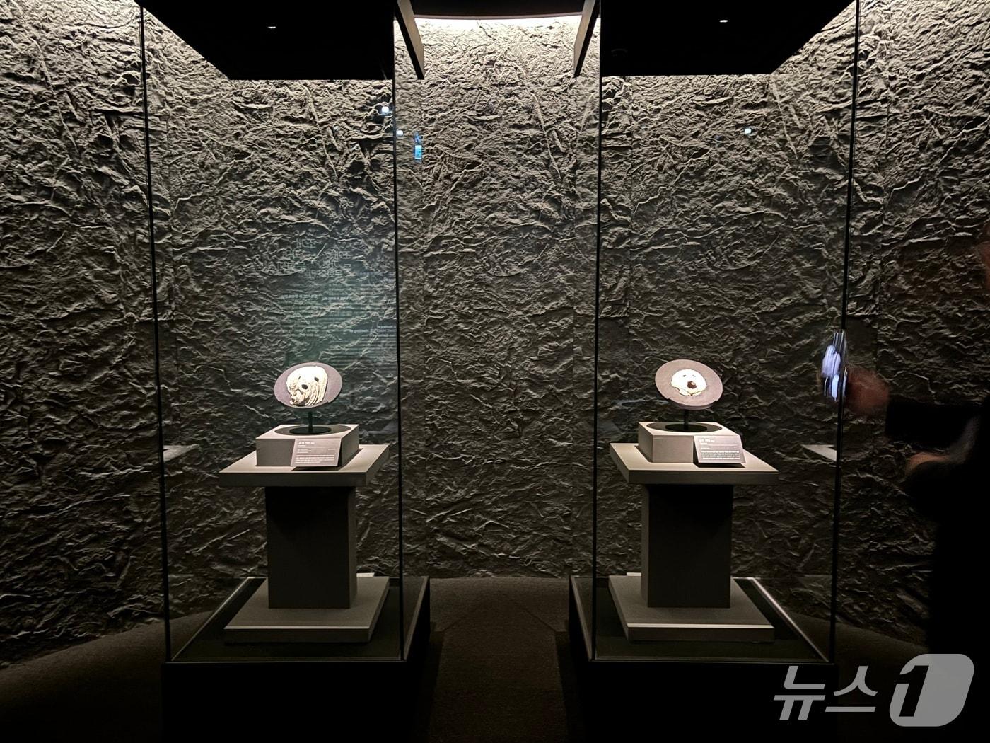 본문 이미지 - 국립해양박물관 기획전시 &#39;조개, 카이 : 패각에 담긴 한국과 일본의 흔적&#39; 전시회에서 영도 동삼동 패총과 일본 구마모토현 아타카 패총에서 발견된 조개가면이 전시된 모습 2025.12.1 ⓒ 뉴스1 홍윤 기자