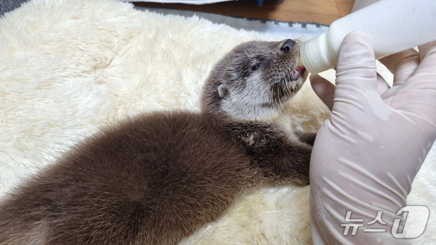 울산야생동물구조관리센터는 지난달 25일 멸종위기 야생생물 I급이자 천연기념물인 수달 2마리를 울주군 태화강 지류 일대 자연 서식지로 돌려보냈다.(울산시설공단 제공. 재판매 및 DB금지)/뉴스1
