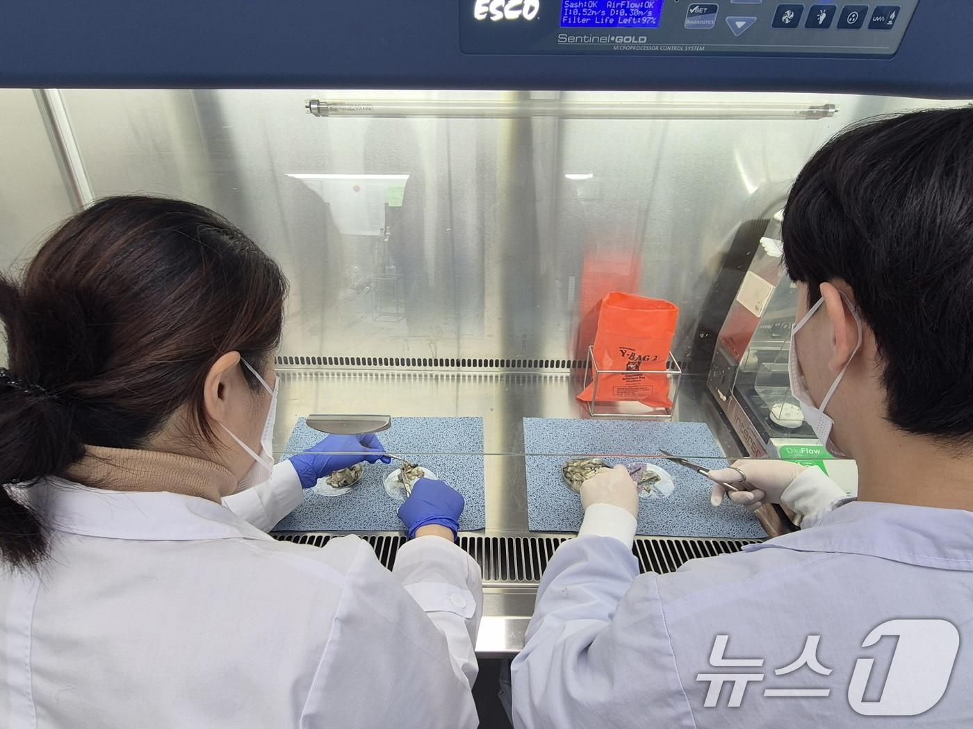 본문 이미지 - 노로바이러스 검사 자료사진. &#40;광주광역시 제공. 재판매 및 DB 금지&#41; 2025.12.10/뉴스1 