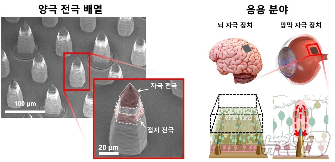 양극 전극 배열의 전자현미경&#40;SEM&#41; 사진과 적용 가능 분야&#40;KIST 김채성 학생연구원 제공&#41; /뉴스1
