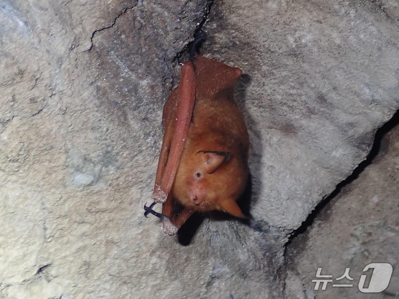 본문 이미지 - 경북 울진군 왕피천 유역에서 멸종위기Ⅰ급 야생생물인 &#39;붉은박쥐&#39;와 Ⅱ급인 &#39;토끼박쥐&#39; 서식이 처음 확인됐다. 사진은 붉은박쥐. &#40;대구환경청 제공. 재판매 및 DB 금지&#41;/뉴스1