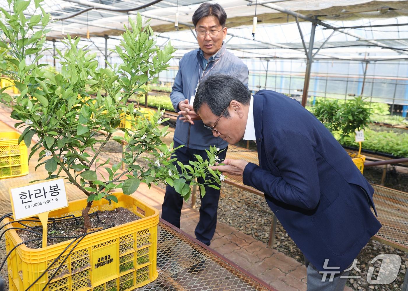 본문 이미지 - 강릉시, 과학영농·유망작목으로 미래형 농업 전환 가속화.&#40;강릉시 제공, 재판매 및 DB 금지&#41; 2025.12.10/뉴스1