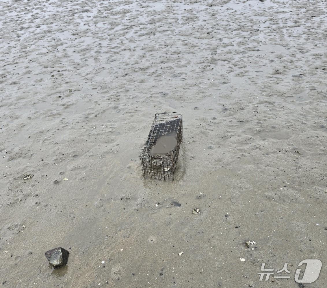 본문 이미지 - 광양 태인동 명당산단 인근 갯벌에서 발견된 포획틀과 고양이 사체. &#40;동물권행동 카라 제공. 재판매 및 DB금지&#41;