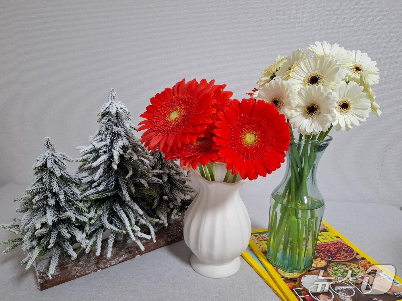 본문 이미지 - 미니 거베라 신품종 산타클로스&#40;왼쪽&#41;와 스노우벨&#40;경남농기원 제공. 재판매 및 DB금지&#41;.