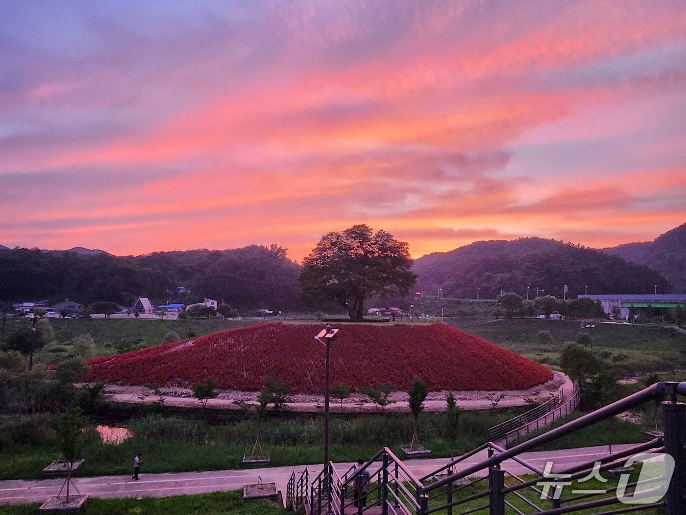본문 이미지 - 강원 영월군 동서강정원 청령포원. &#40;영월군 제공. 재판매 및 DB금지&#41; 2025.12.10/뉴스1