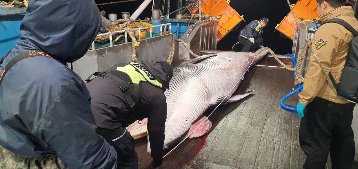  서귀포시 마라도 남서쪽 약 51㎞ 해상에서 조업 중 혼획된 밍크고래.&#40;서귀포해경 제공. 재판매 및 DB 금지&#41;/뉴스1