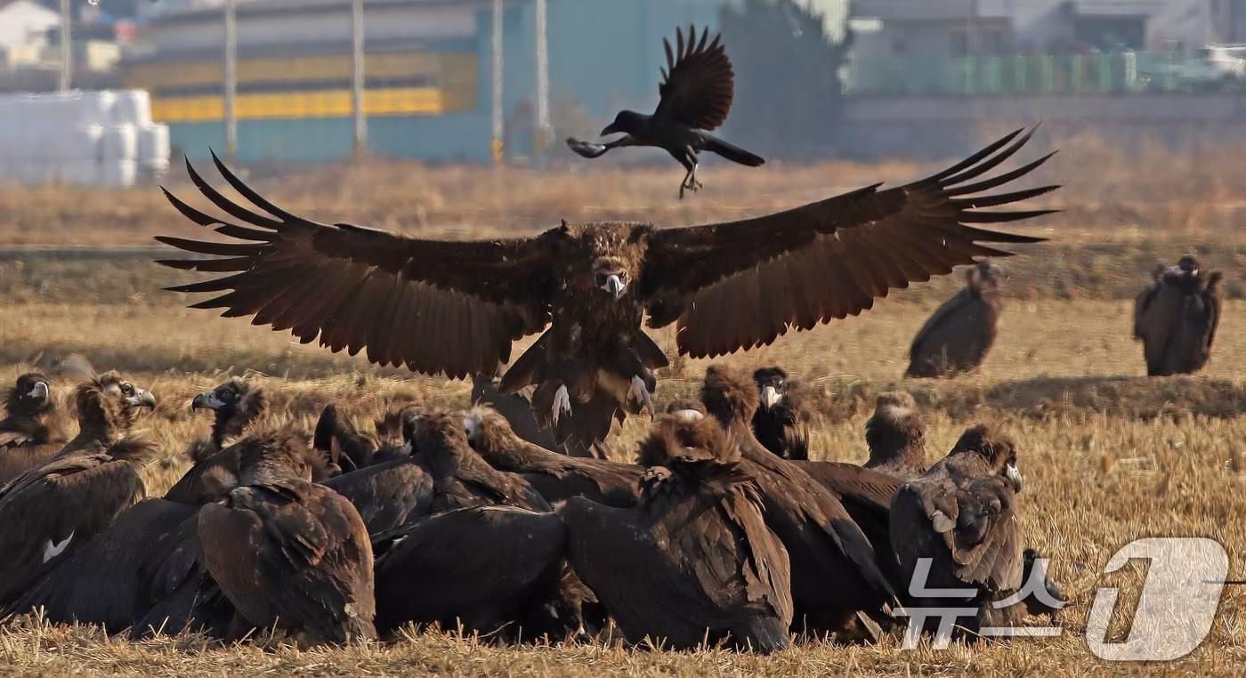 겨울을 나기 위해 몽골에서 경남 김해로 날아온 천연기념물 제243-1호 독수리들이 10일 한림면 화포천습지생태공원 인근 들판에서 먹이활동을 한 후 휴식하고 있다. 2025.12.10/뉴스1 ⓒ News1 윤일지 기자