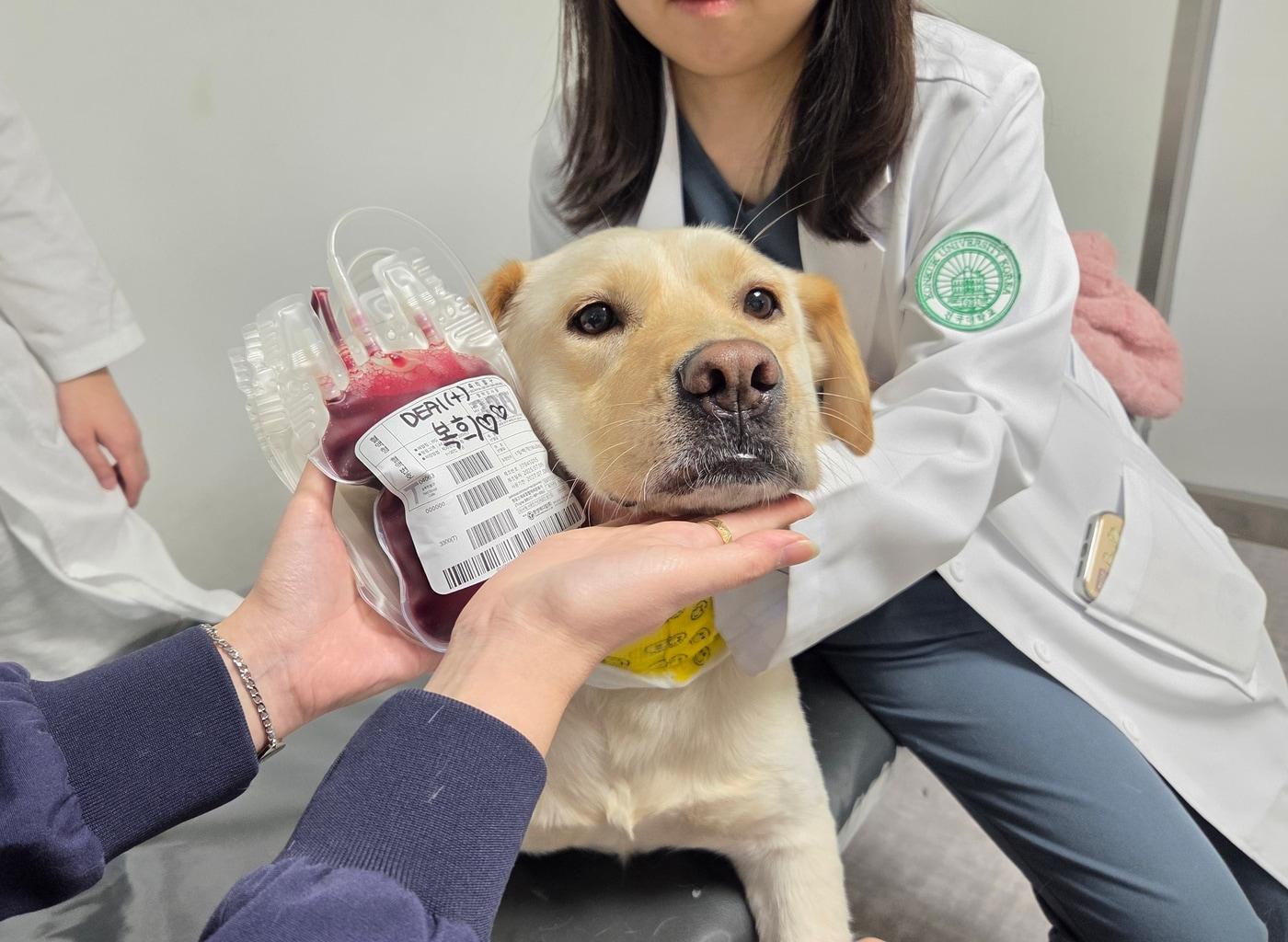 본문 이미지 - KU 아임도그너 헌혈센터 최다 헌혈견 &#39;복희&#39;가 11번 째 헌혈 후 사진을 찍고 있다.  이날 복희의 혈액은 건국대학교 동물병원 응급실에서 긴급 수혈이 필요한 반려견에게 쓰였다. ⓒ 뉴스1 한송아 기자