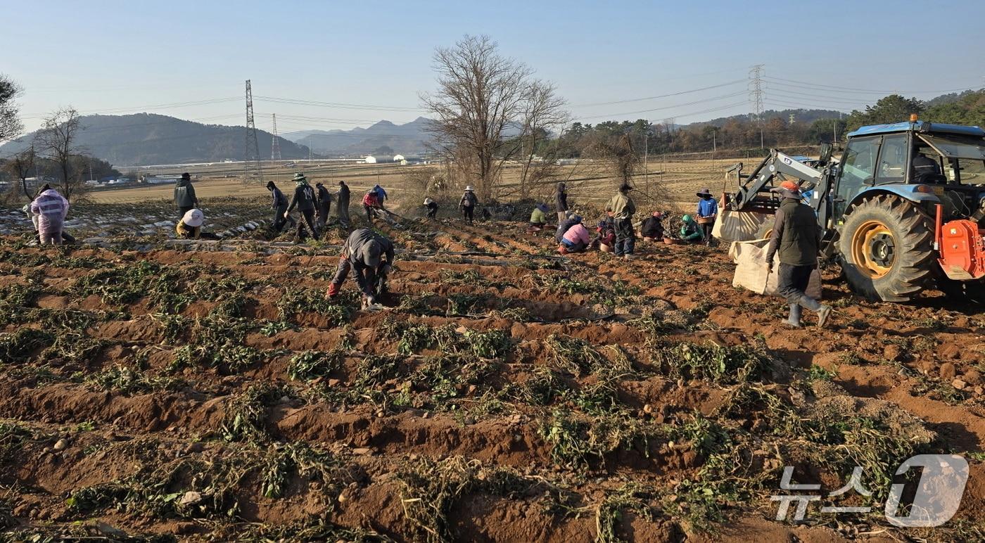 영광 홍농청보리영농조합법인 공동영농.&#40;전남도 제공. 재판매 및 DB금지&#41; 2025.12.10/뉴스1