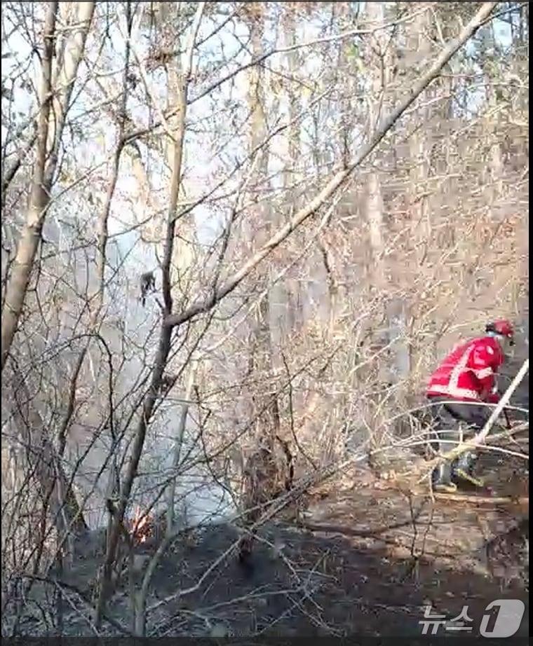 본문 이미지 -  보령 청라면 장산리 산불 화재 현장. &#40;산림청 제공, 재판매 및 DB금지&#41; / 뉴스1