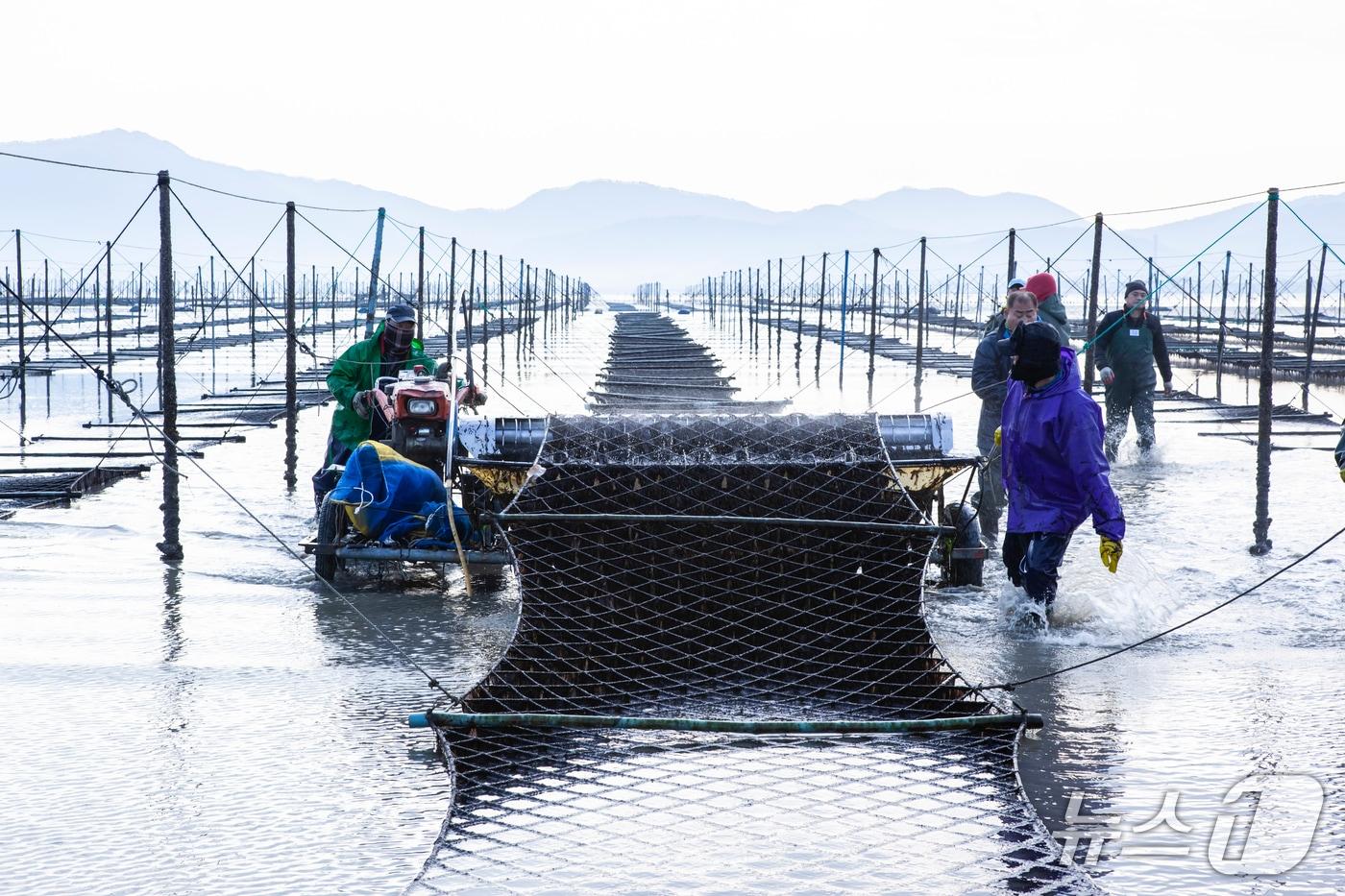 재개된 전북 고창군의 전통 지주식 김 양식장 현장.&#40;고창군 제공. 재판매 및 DB금지&#41;2025.12.10/뉴스1