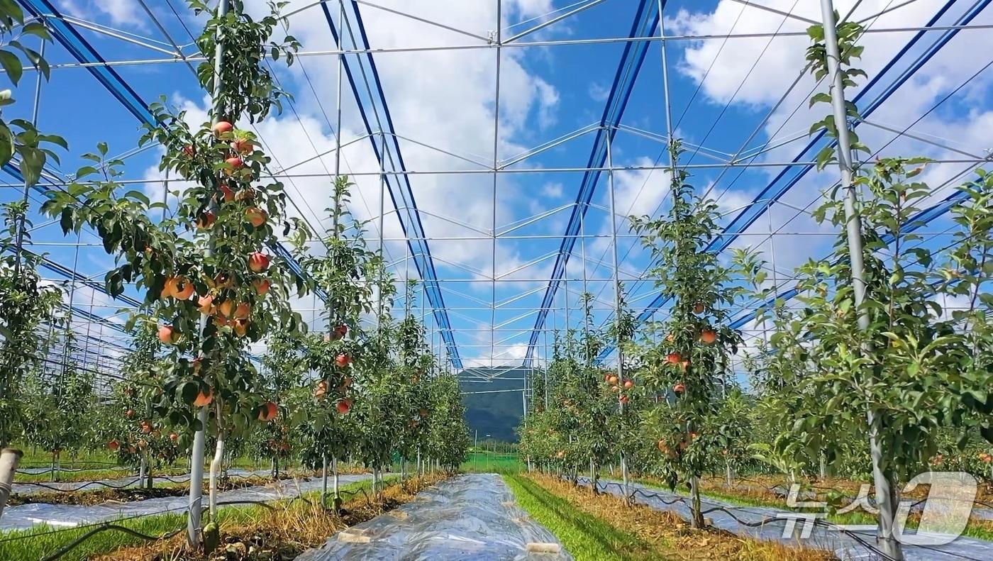 스마트 과수원 &#40;보은군 제공. 재판매 및 DB금지&#41; /뉴스1 