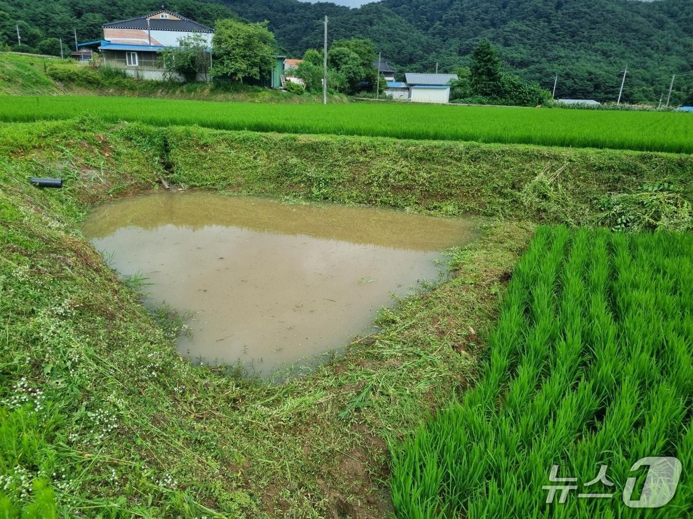 본문 이미지 - 충남 보령 소양마을에서 논 생태환경 보전을 위해 조성한 둠벙. ⓒ News1