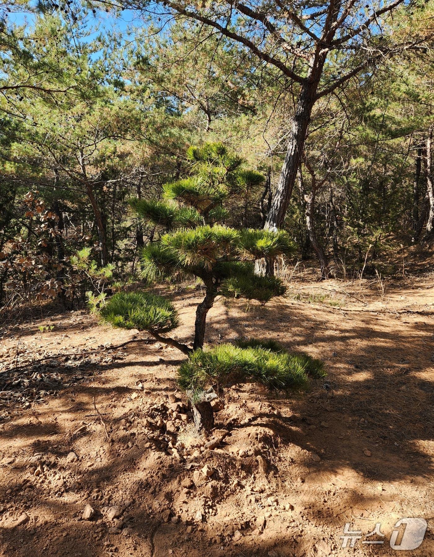본문 이미지 - 안동 병산서원의 윤석열 전 대통령의 기념식수가 서원 뒷산 150m 떨어진 곳에 이식됐다.&#40;독자제공. 재판매 및 DB 금지&#41;2025.12.11/뉴스1