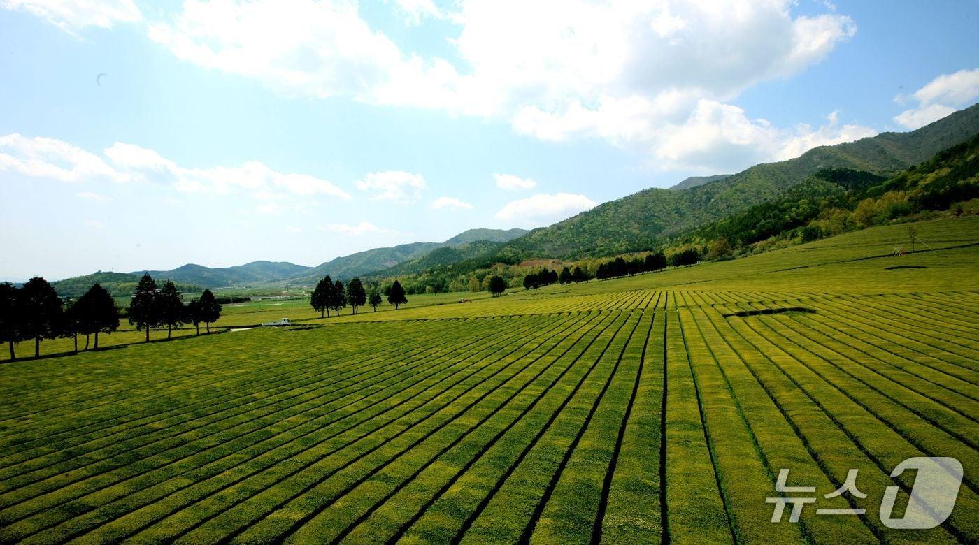 보성 녹차밭. &#40;보성군 제공. 재판매 및 DB금지&#41;