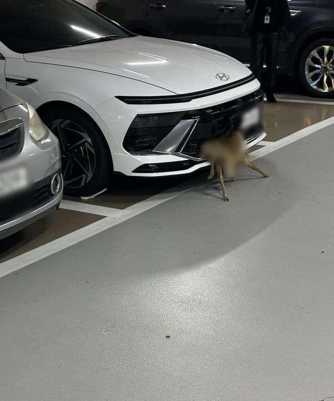 본문 이미지 - (보배드림 갈무리)