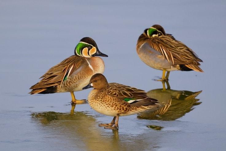 본문 이미지 - 금강하구에서 포착된 겨울 철새들.&#40;서천군 제공. 재판매 및 DB금지&#41;/뉴스1