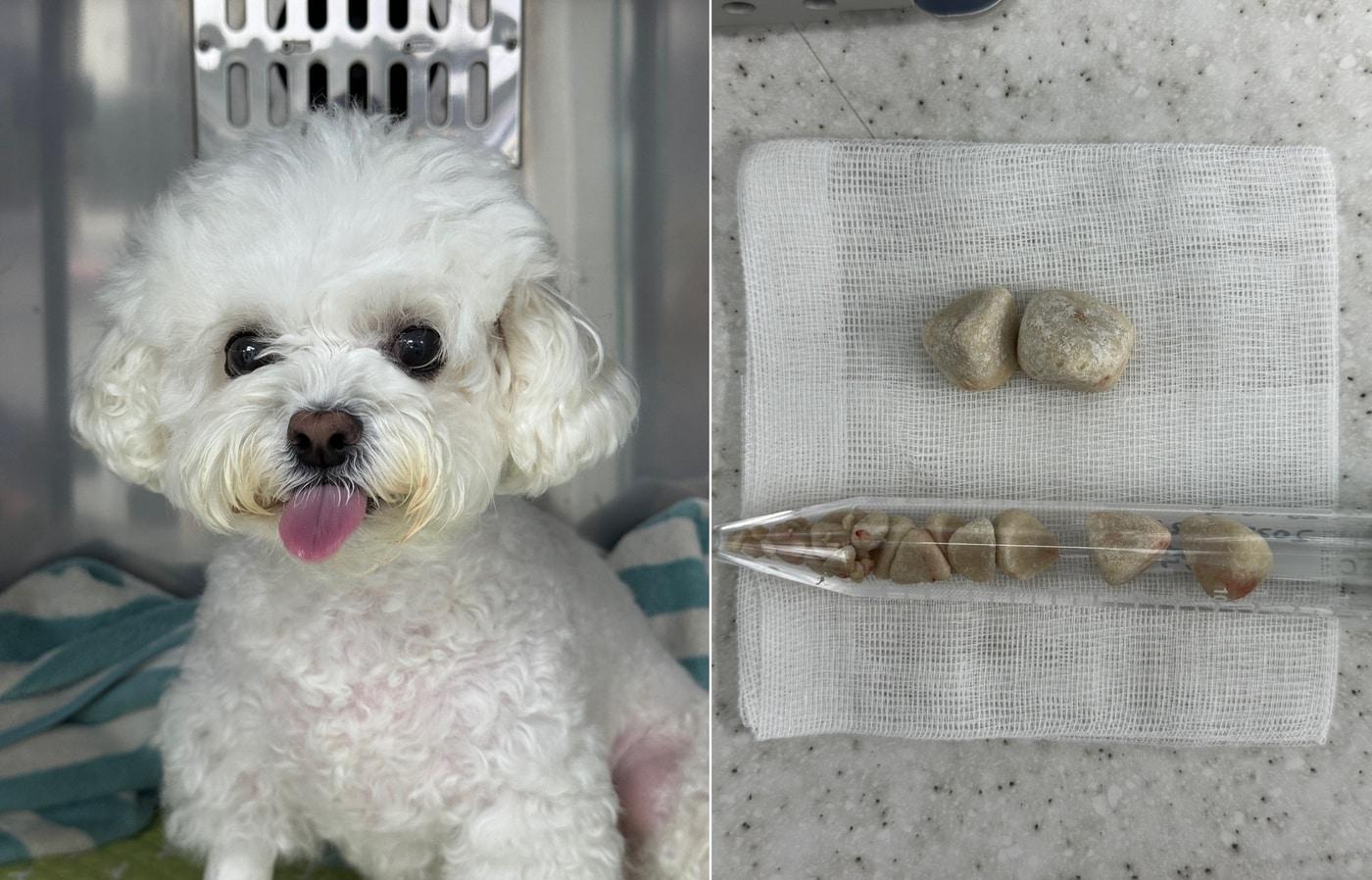 1년 전 방광결석 수술을 받았던 비숑프리제 반려견이 최근 재발로 제거 수술을 받았다. 오른쪽은 방광 안 거대 결석을 포함해 작은 결석들을 제거한 모습&#40;병원 제공&#41; ⓒ 뉴스1