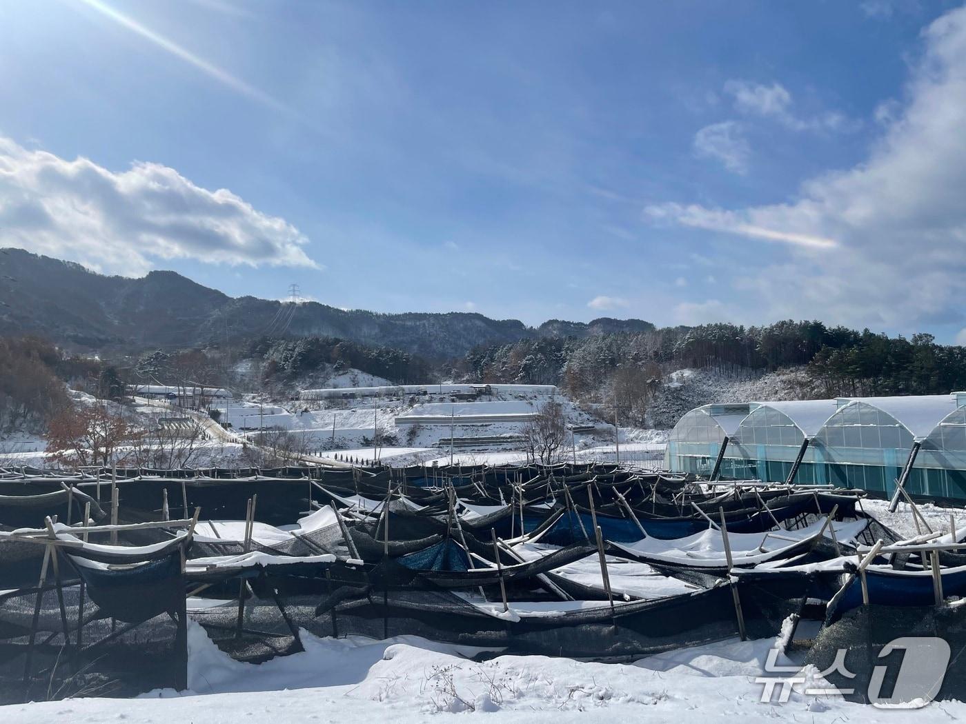 본문 이미지 - 대설로 차광막이 내려앉은 인삼 재배지. &#40;농진청 제공&#41;
