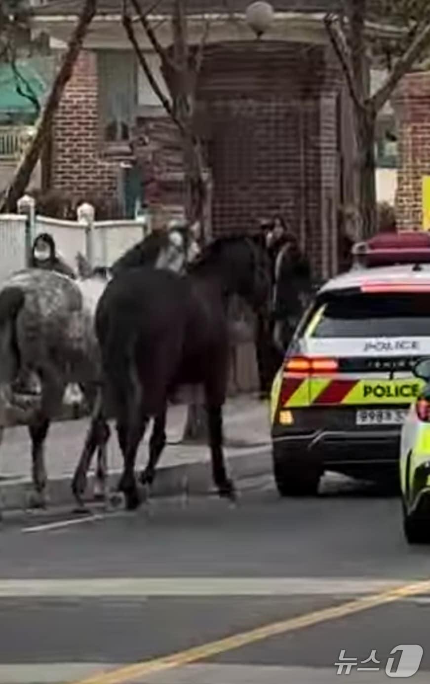본문 이미지 - 마구간 탈출 말 도로 활보. 유튜브 캡처.