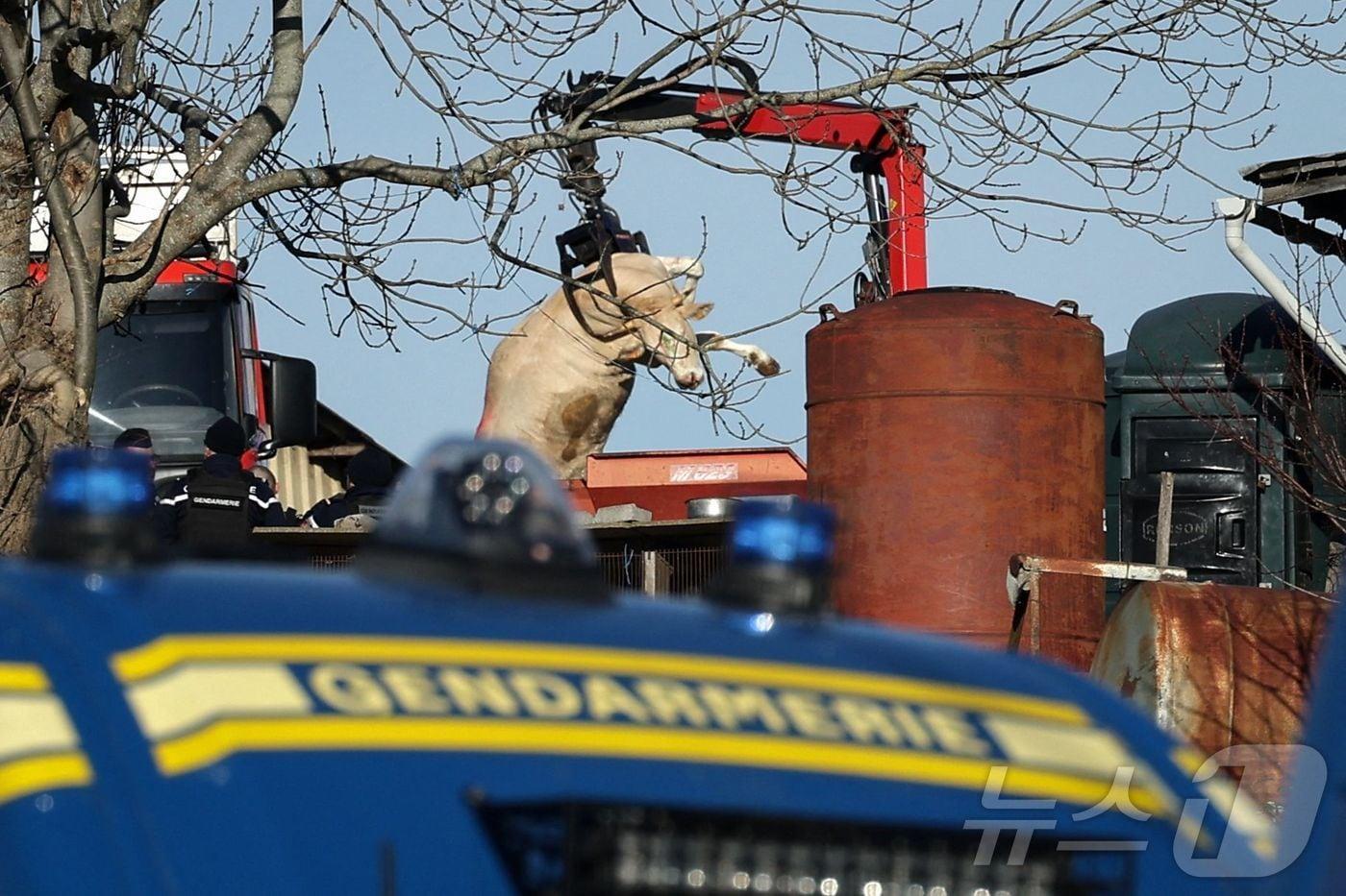 12일&#40;현지시간&#41; 프랑스 남서부 아리에주 주 레보르드쉬르아리즈의 한 농장에서 럼피스킨병&#40;LSD&#41;에 감염된 소의 사체가 옮겨지는 동안 프랑스 헌병들이 서 있다. 2025.12.12. ⓒ AFP=뉴스1 ⓒ News1 이정환 기자