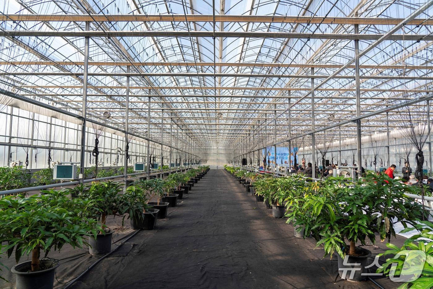 영천 아열대 스마트팜 단지 실내 모습&#40;경북도 제공. 재판매 및 DB 금지&#41;2025.12.14/뉴스1