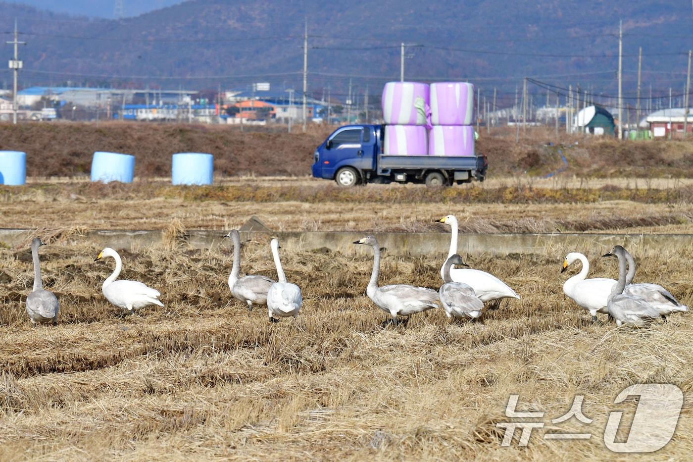 14일 경북 포항시 북구 흥해읍 들녘에서 천연기념물 201-2호인 큰고니들이 먹이를 찾아다니고 있다. 2025.12.14/뉴스1 ⓒ News1 최창호 기자