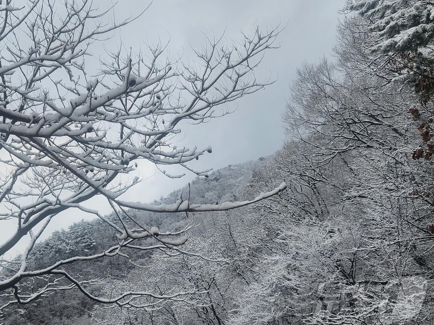 본문 이미지 - 전북 완주군 경천면  불명산에 눈이 쌓여있다.2025.12.14/뉴스1