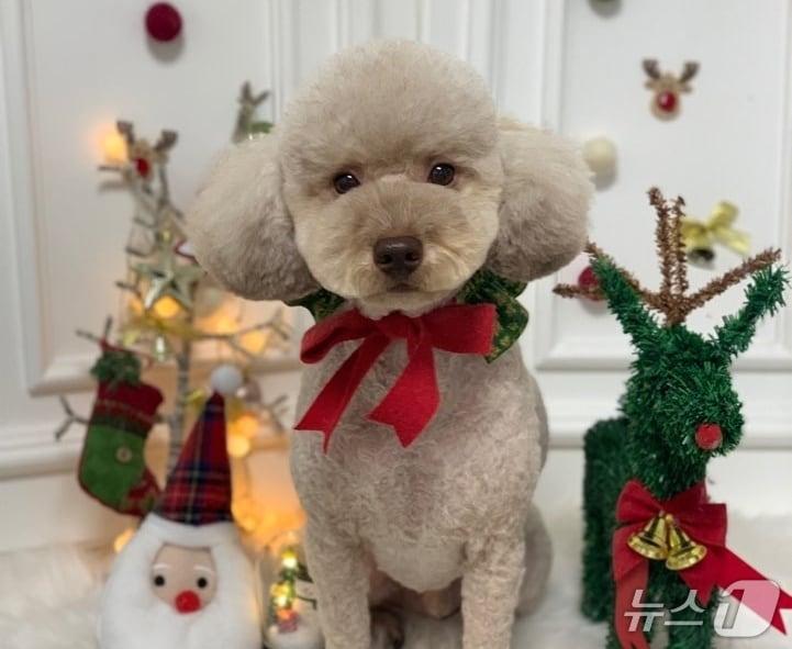 본문 이미지 - 뇌 수술을 받은 반려견(보호자 제공) ⓒ 뉴스1