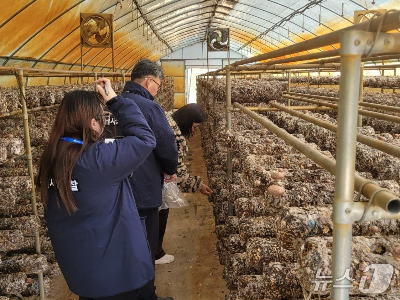 본문 이미지 - 표고 생산농가 유통조사 모습. (국립산림품종관리센터 제공.재판매 및 DB금지)/뉴스1