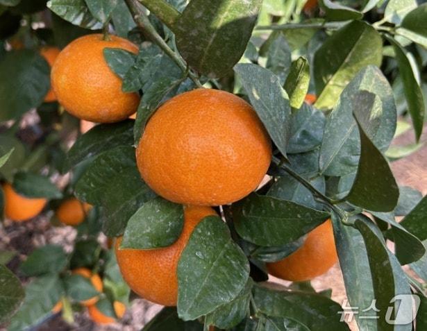 본문 이미지 - &#40;농촌진흥청 제공&#41;