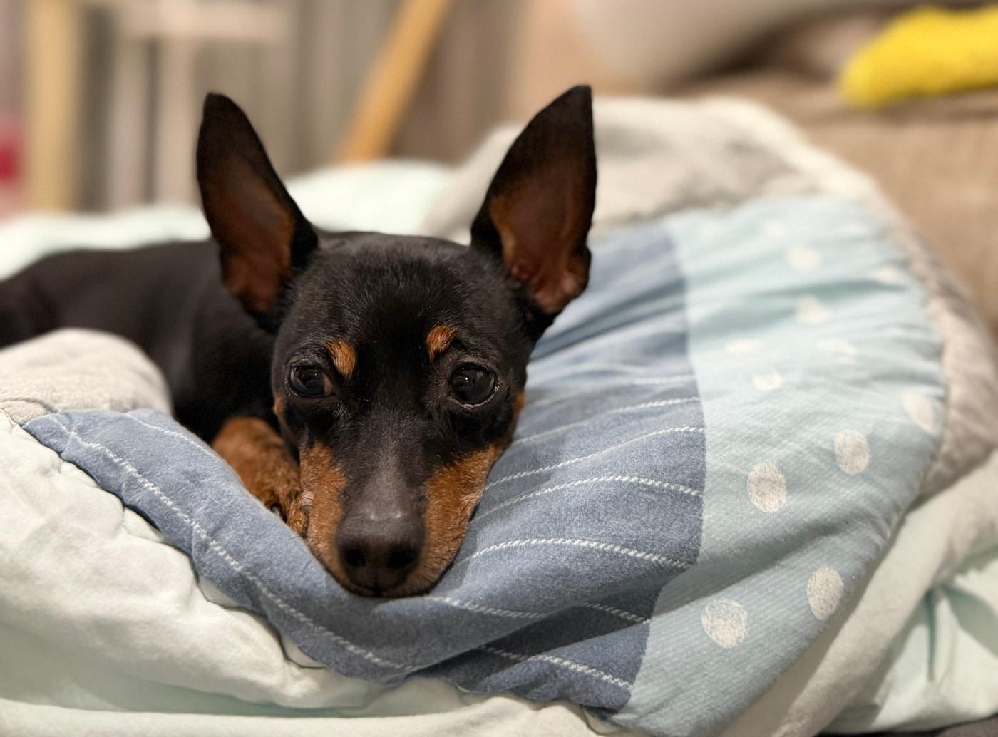 본문 이미지 - 전 보호자에게 입양됐다가 다시 유기된 미니핀 까미(제보자 제공) ⓒ 뉴스1