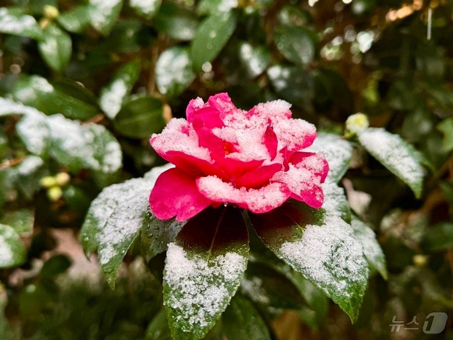 본문 이미지 - 1004섬 분재정원 애기동백꽃 (신안군 제공. 재판매 및 DB금지) /뉴스1 