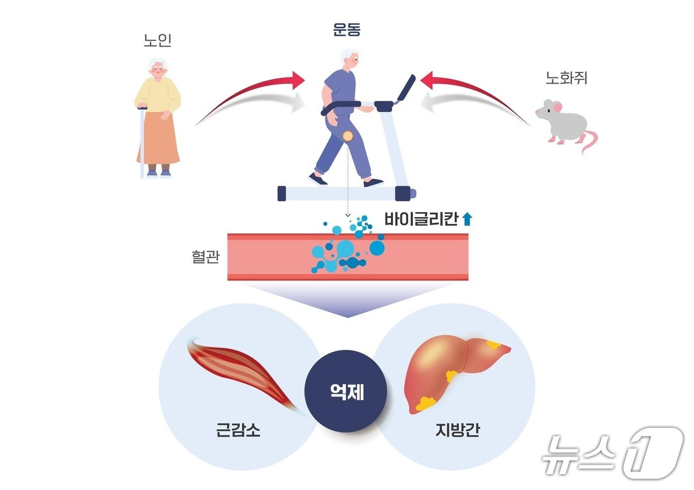 운동을 통해 분비된 근육호르몬 '바이글리칸(Biglycan)'의 근육과 간 손상 개선효과 모식도.(질병관리청 제공)