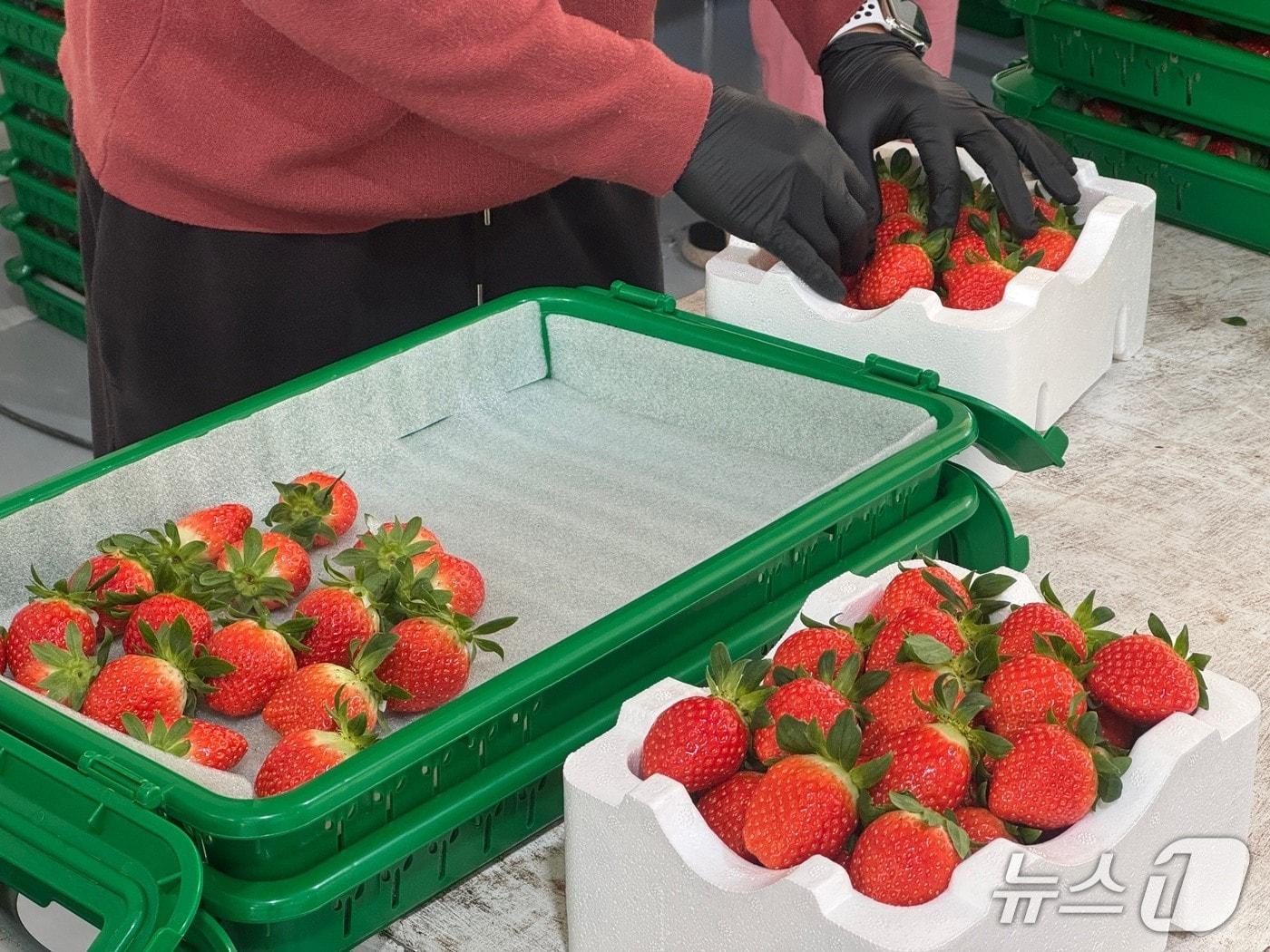 본문 이미지 - 양구딸기 자료사진. (양구군 제공. 재판매 및 DB금지) /뉴스1