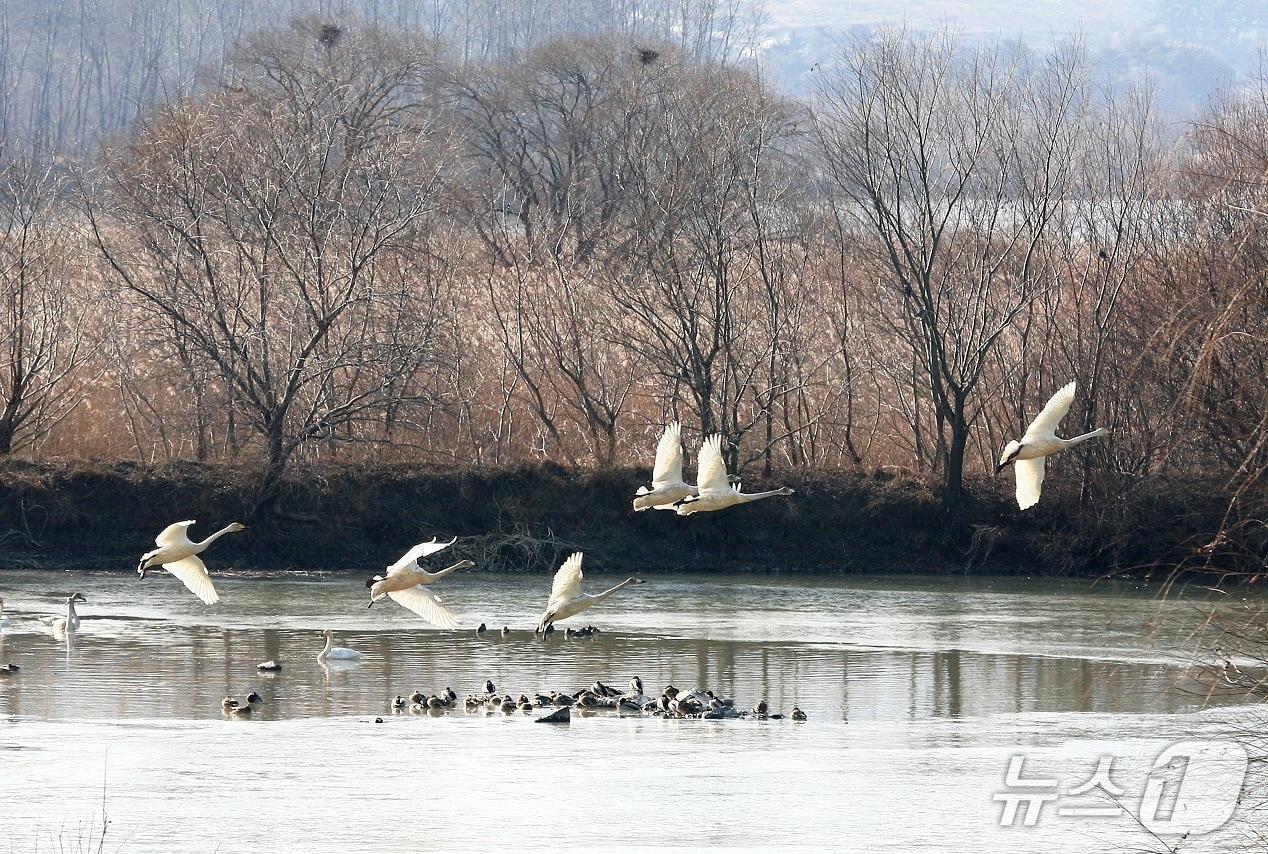 본문 이미지 - 주남저수지를 찾은 철새들(창원시 제공. 재판매 및 DB금지)
