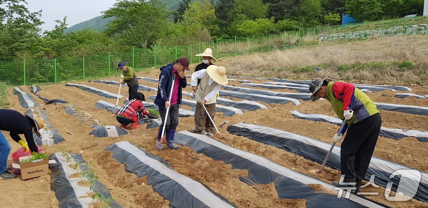 영천시 체류형 농업창업지원센터 입교생 실습 텃밭 모습(영천시 제공. 재판매 및 DB금지)/뉴스1