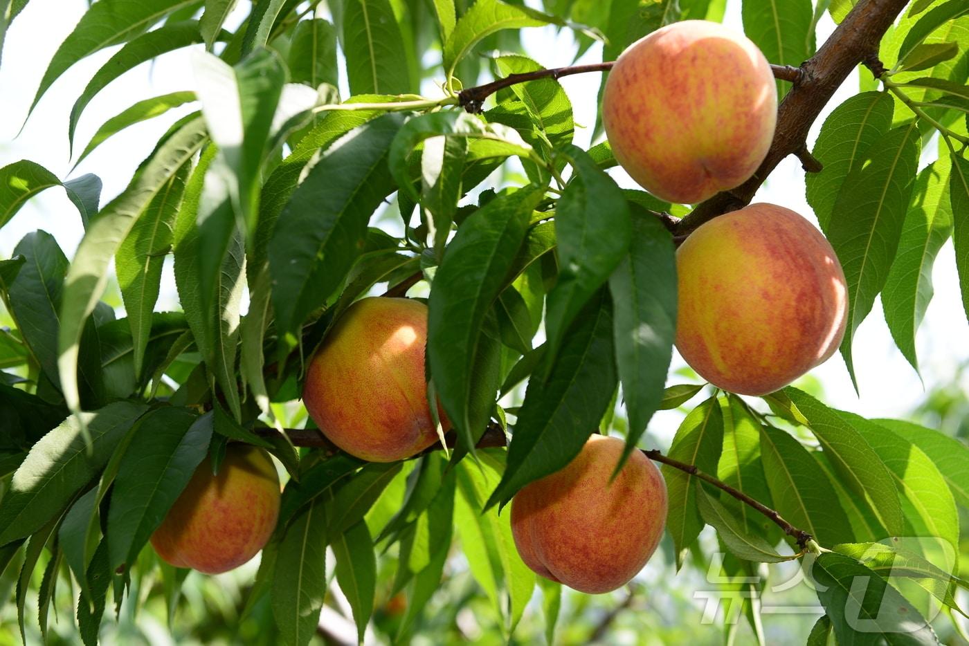 경북농업기술원 청도복숭아연구소는 16일 복숭아 신품종 ‘홍백’과 ‘주월황도’의 통상실시권을 도내 6개 종묘업체에 이전하고, 품종 보급 확대를 위해 협력하기로 했다. 사진은 주얼황도(경북농기원 제공. 재판매 및 DB금지) /뉴스1