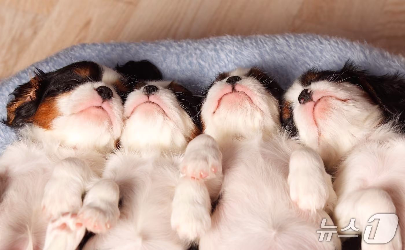 새끼 강아지들(사진 클립아트코리아) ⓒ 뉴스1