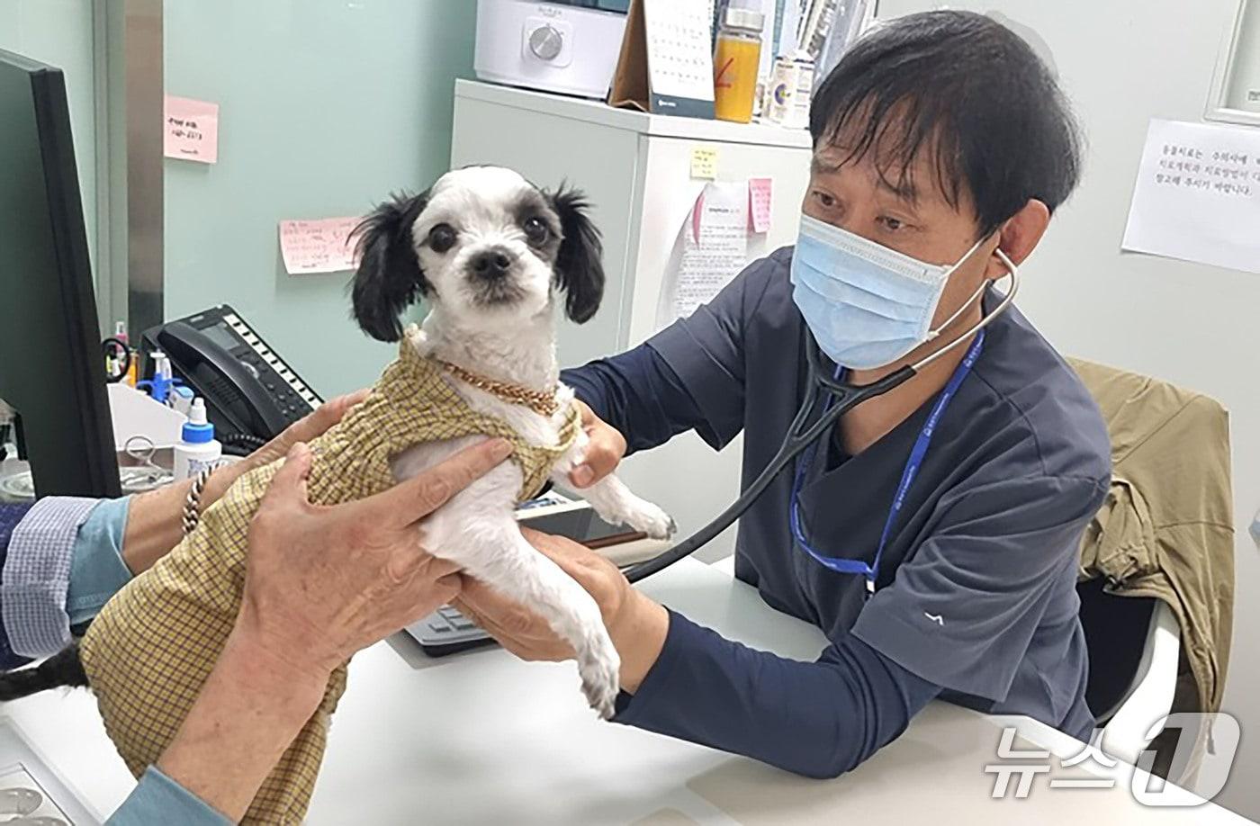 본문 이미지 - 경기 성남시가 시립동물병원 진료 대상을 시민에게 입양된 유실·유기동물로 확대했다.(성남시 제공. 재판매 및 DB금지)/뉴스1
