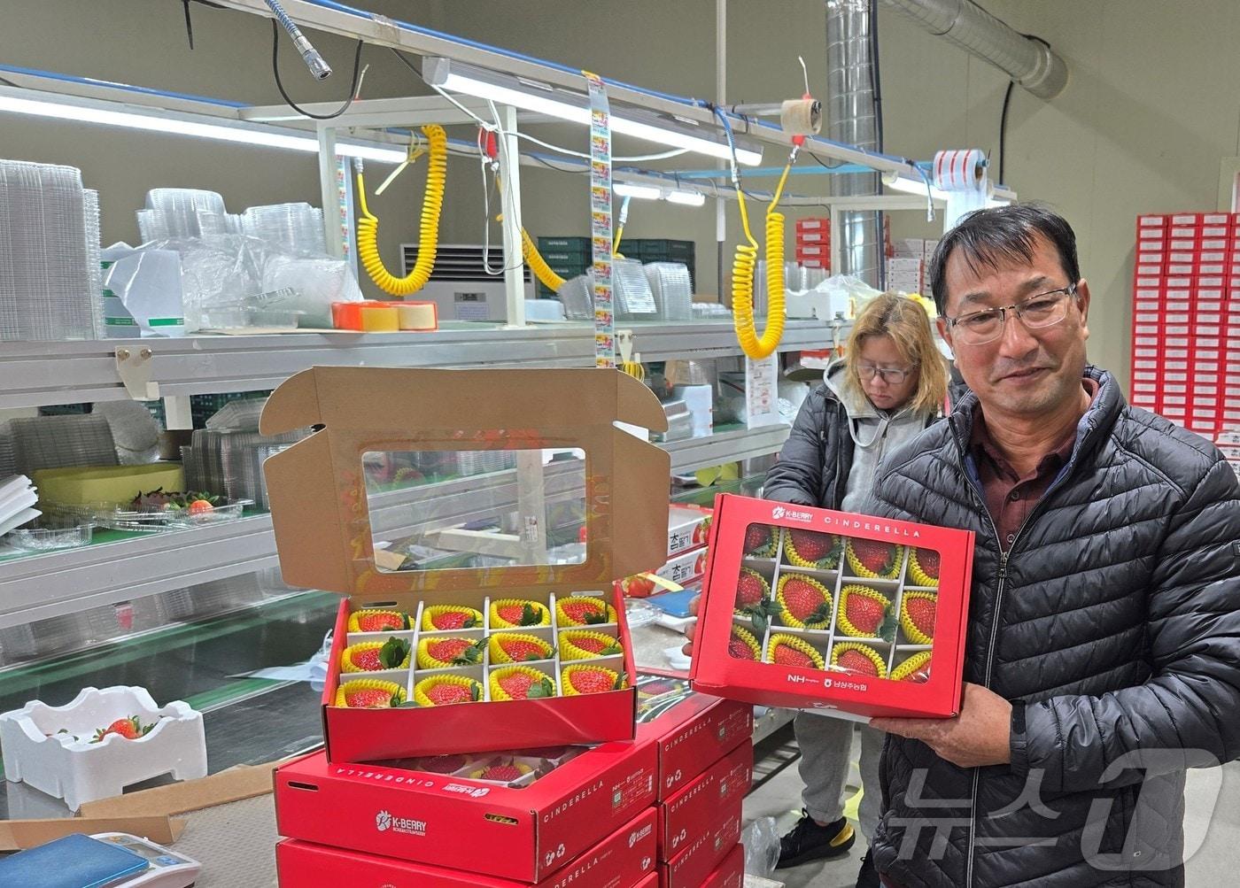 본문 이미지 - 경북 상주시 남상주딸기수출공선회가 17일 품종 딸기 ‘아리향’을 처음으로 인도네시아에 수출했다.(상주시 제공. 재판매 및 DB금지) /뉴스1