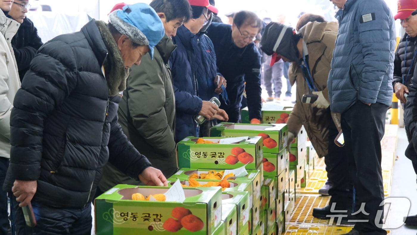 충북 영동군에서 생산한 햇곶감이 출하를 시작했다. 사진은 황간농협 상촌지점 경매시장(영동군 제공. 재판매 및 DB금지) /뉴스1 